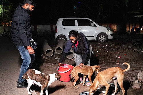 dog Feeding
