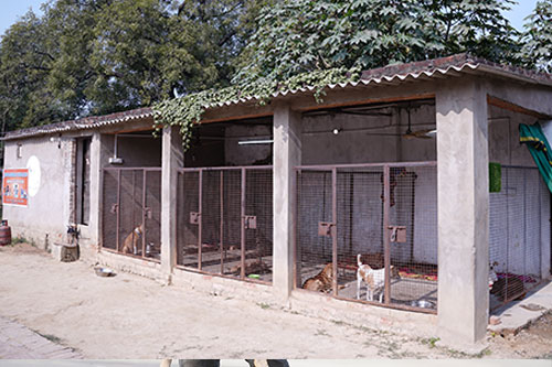 dog Shelter